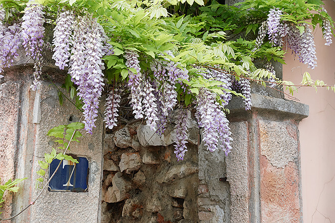 Villefranche-sur-Mer All Things French Wisteria