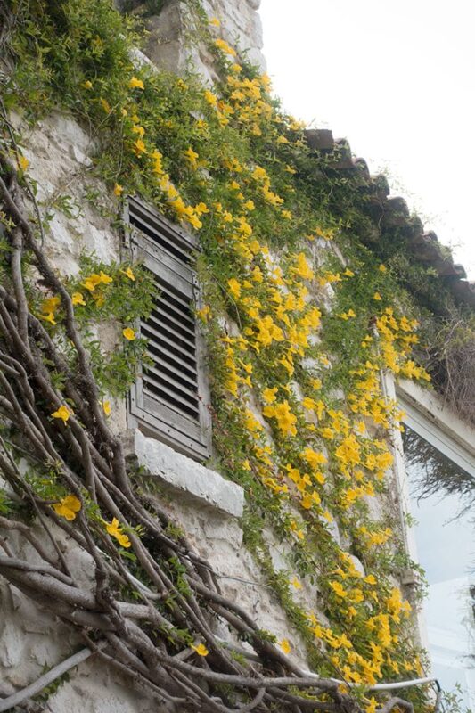Yellow Climbing Plants. Eze French Riviera. Cote d'Azur. All Things French
