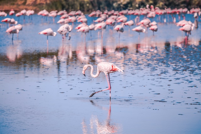 Flamingoes, Camargue, Arles region