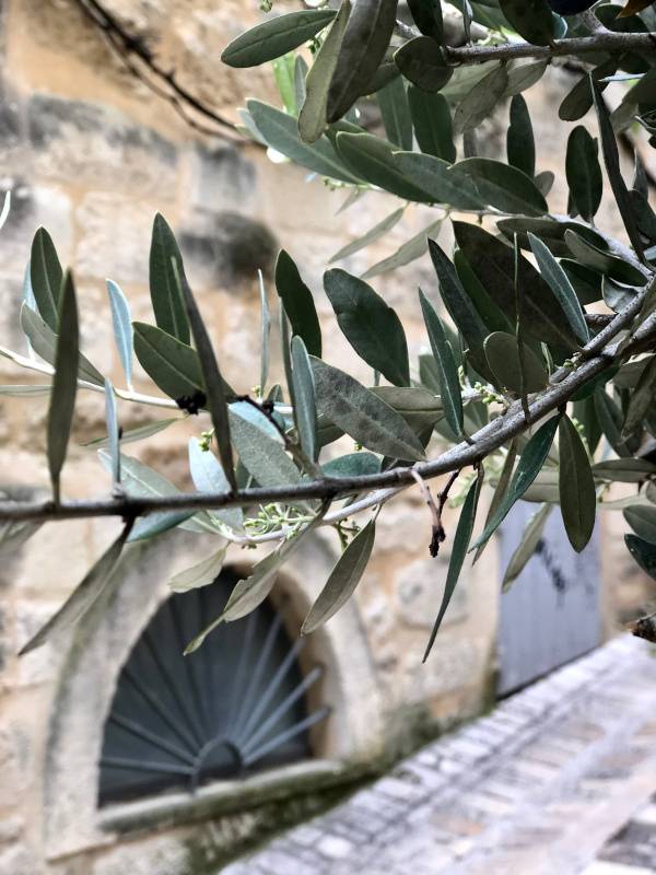 Olives and Ironwork. Uzes. Provence Alpes Cote d'Azur. All Things French TOURS.