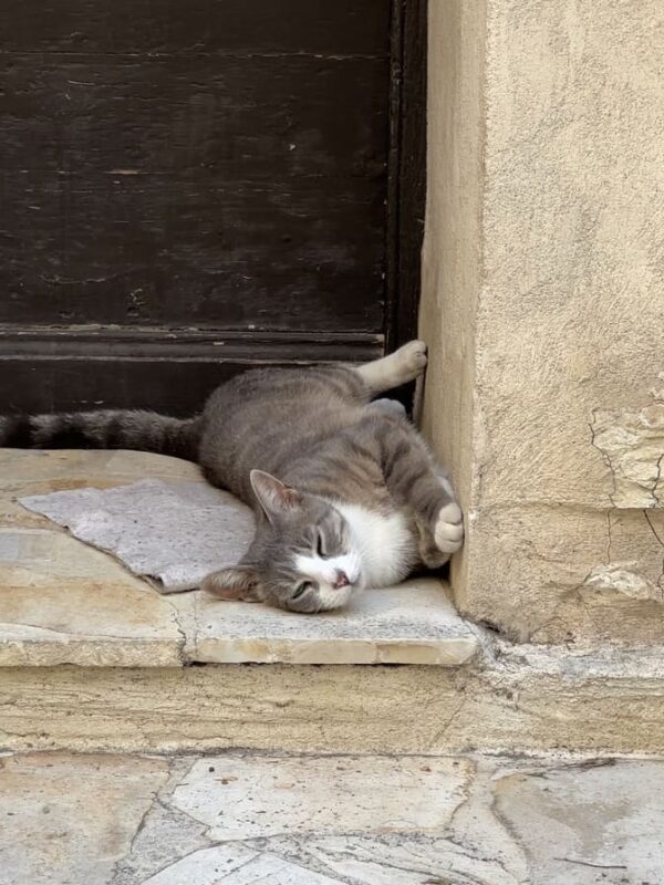 Pussycat in Antibes on the Riviera.